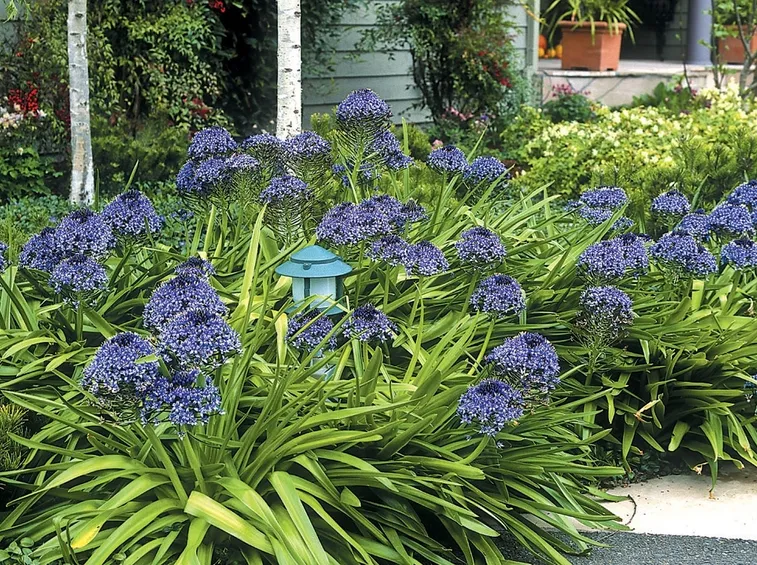 Scilla peruviana
