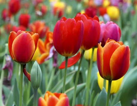 Tulipano  