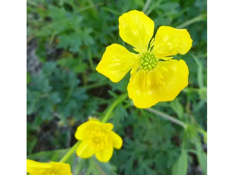 Ranunculus bulbosus