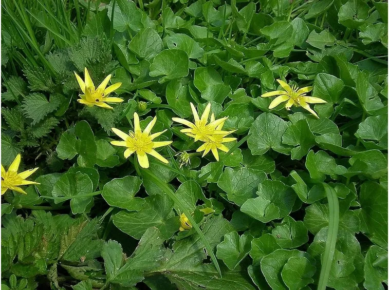 Ranunculus ficaria