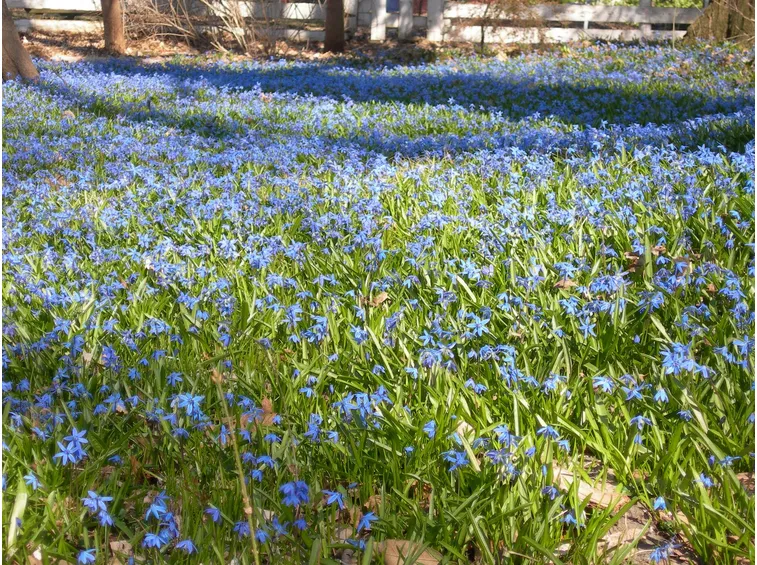 Scilla siberiana