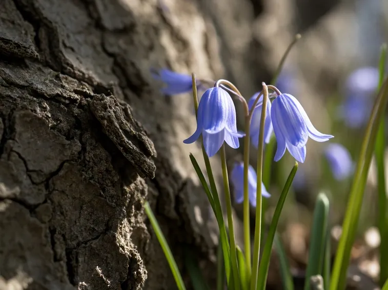 scilla fiore