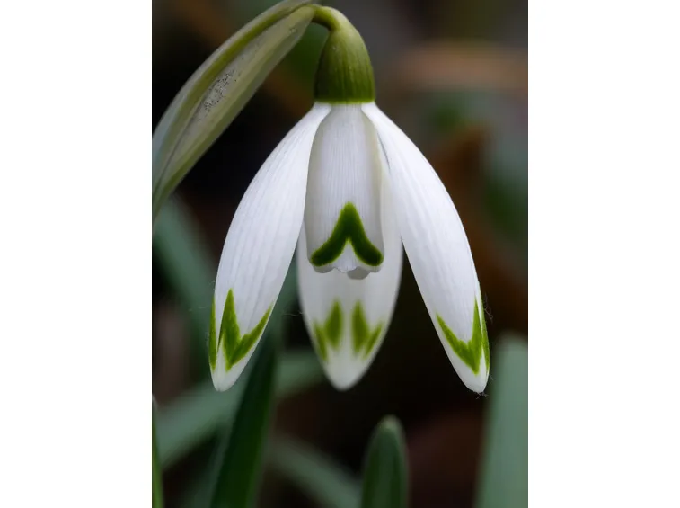 Bulbi fioritura primaverile 