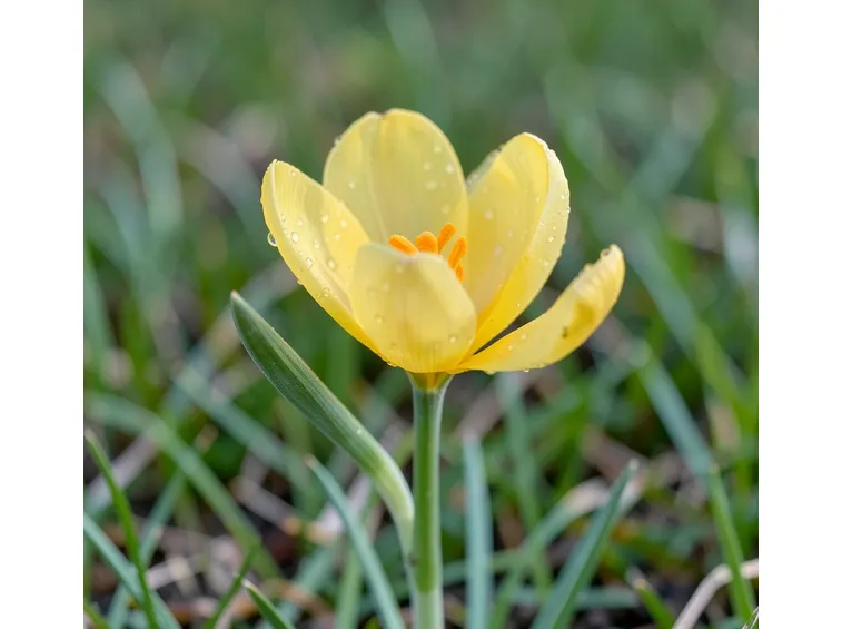 sternbergia lutea