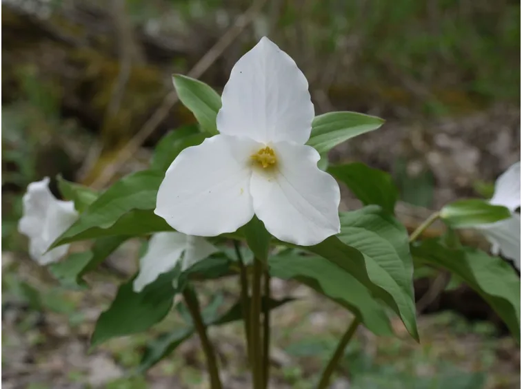 trillium grandiflorum