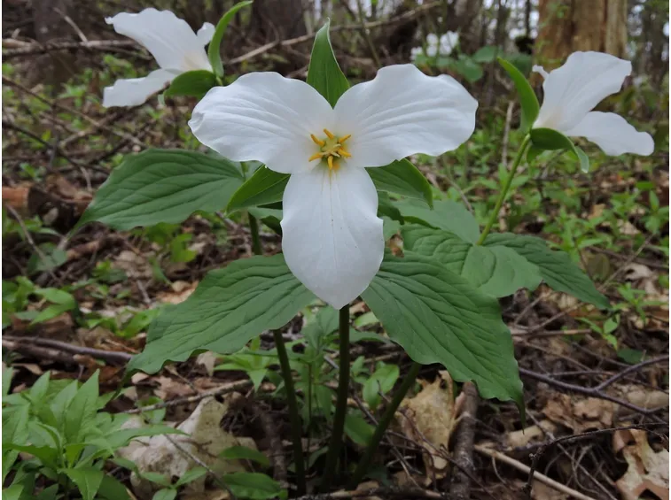trillium grandiflorum 2