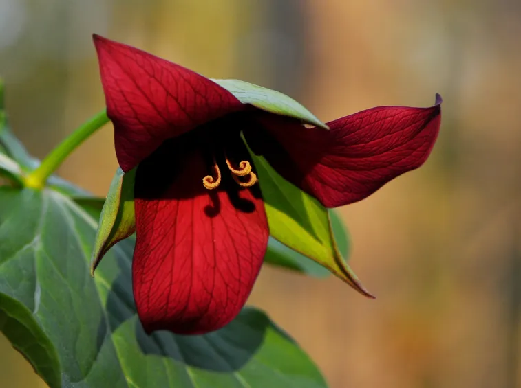 trillium rosso