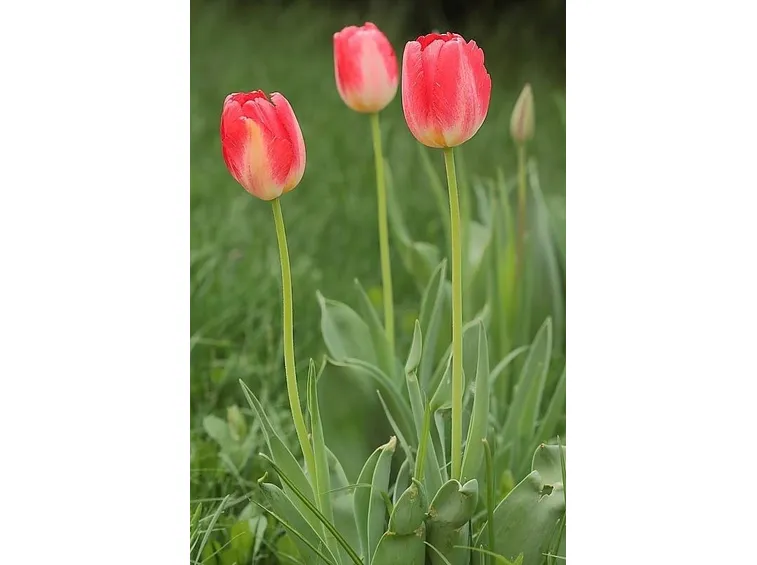 Cure tulipani