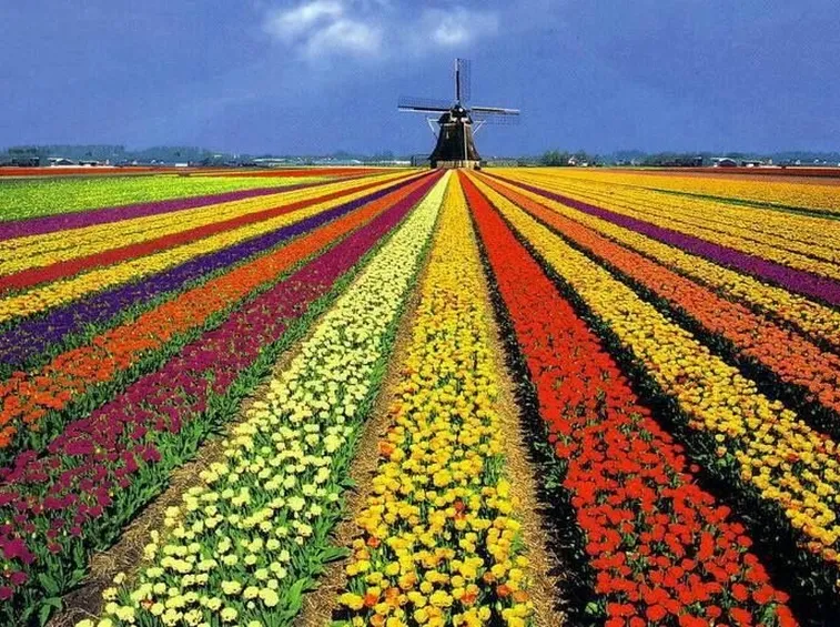 tulipani in Olanda
