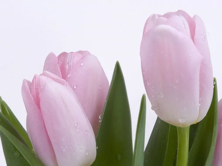 tulipani