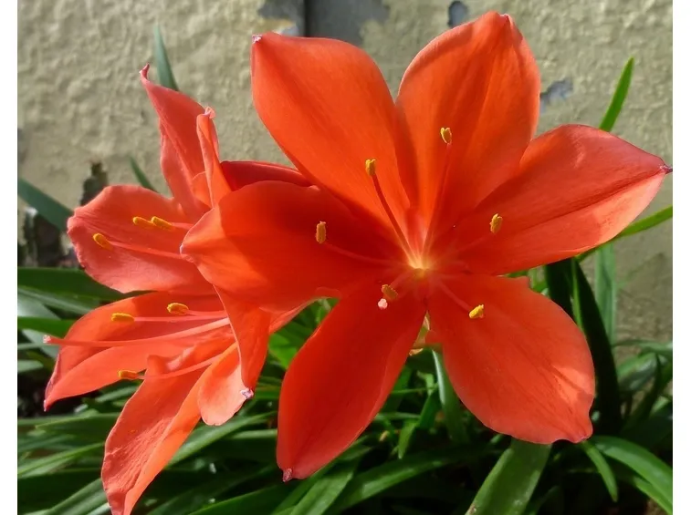 specie di vallota