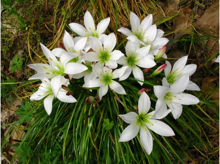 zephyrantes atamasca