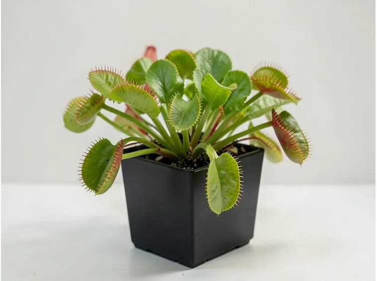acchiappa mosche