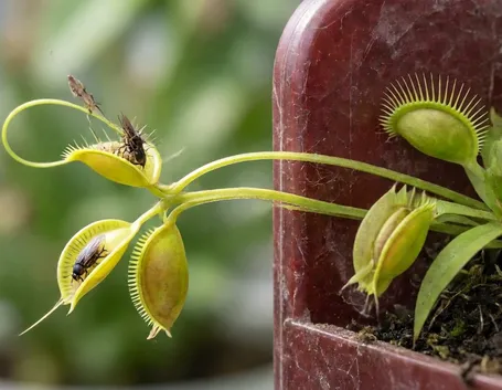 pianta carnivora
