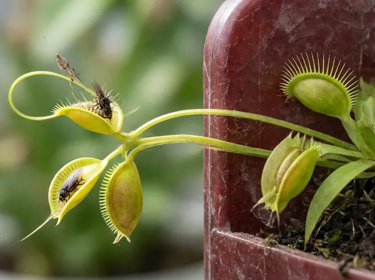 pianta carnivora