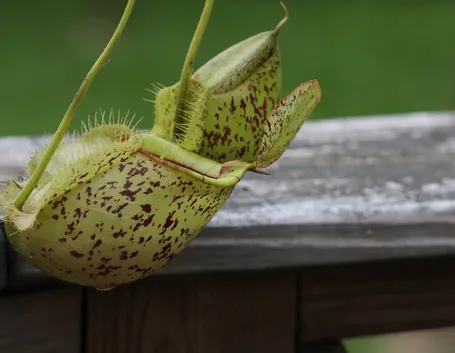 pianta carnivora