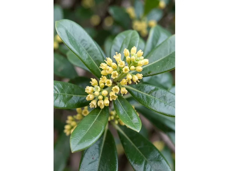 fiore d'alloro