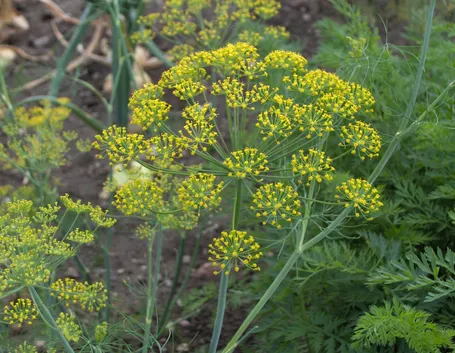 aneto