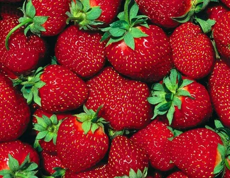 fragola