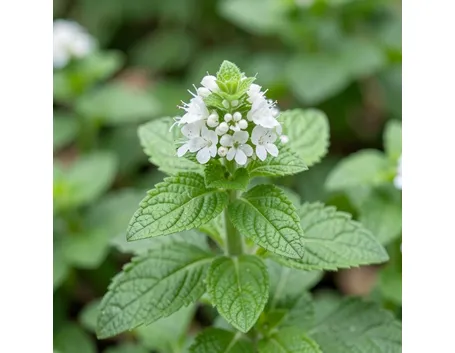 menta