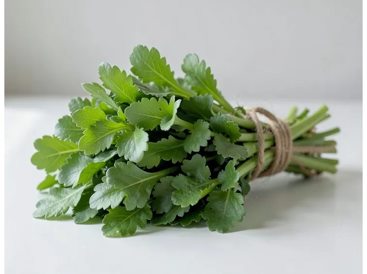 rucola