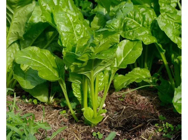 spinaci