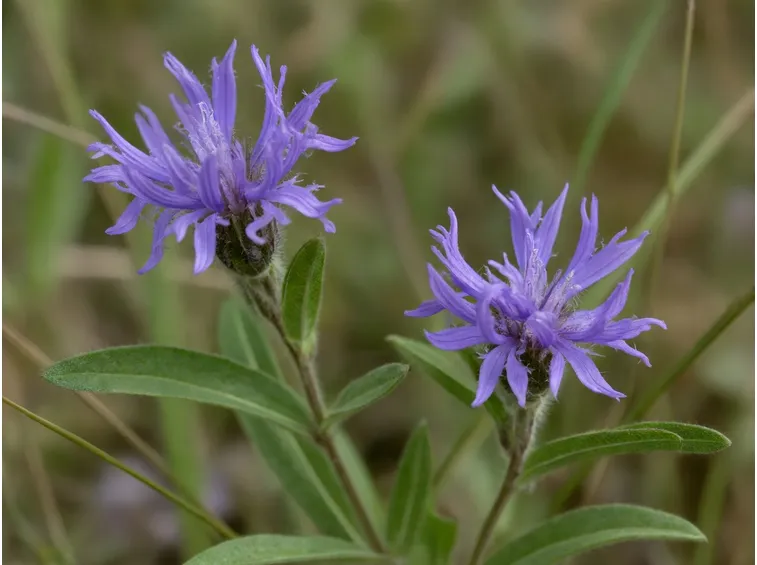 caentaurea montana