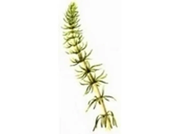 acetosa