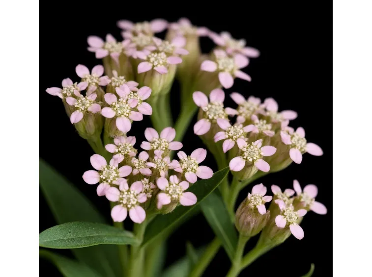 achillea