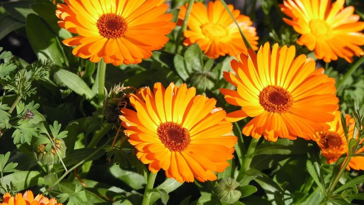 calendula