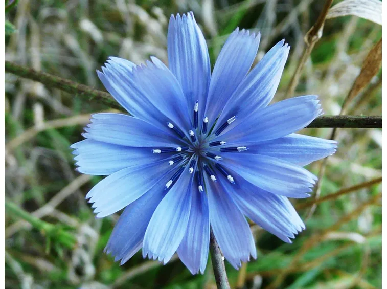 cicoria
