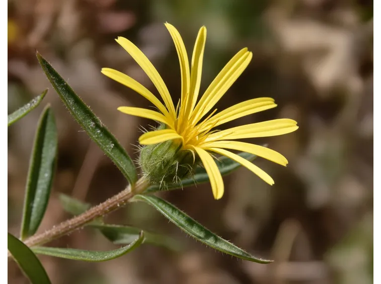 enula