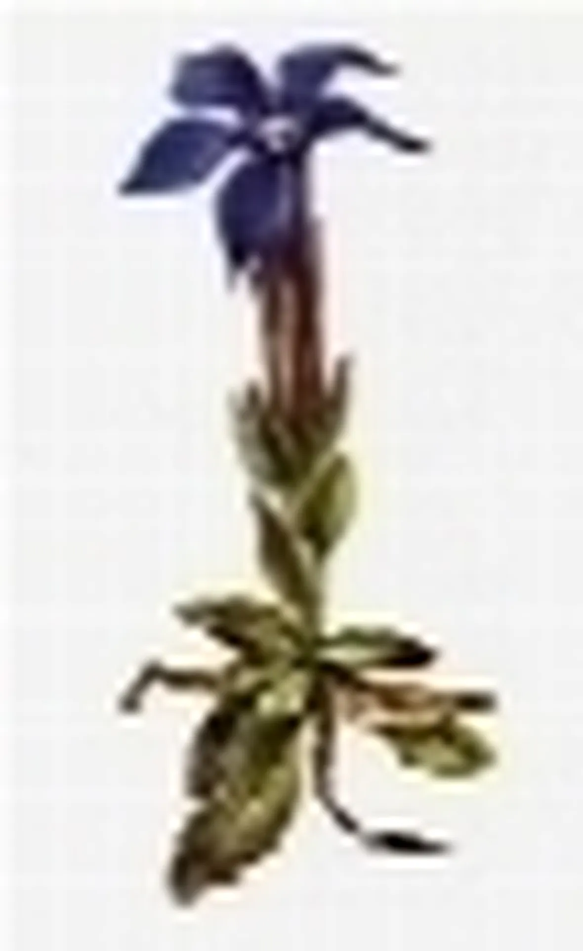 genzianella