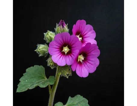 malva