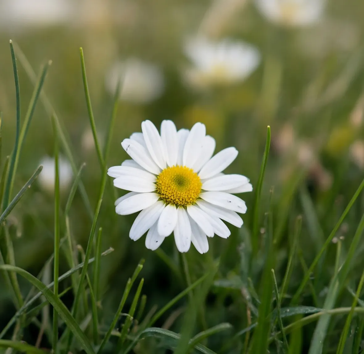 bellis perennis