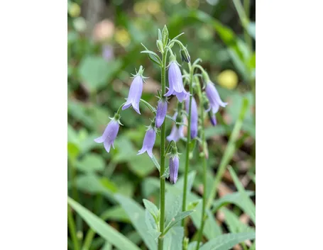 campanula rapunculus