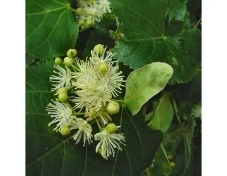 tilia cordata