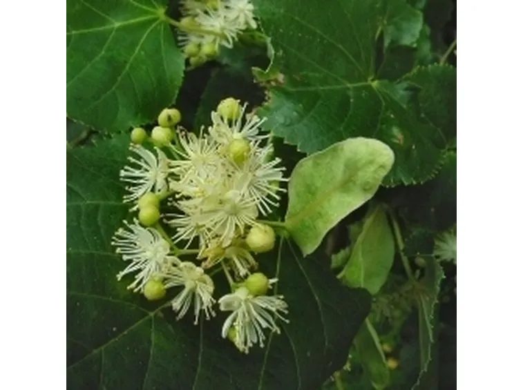 tilia cordata