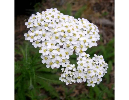 achillea