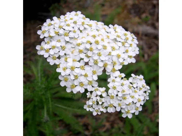 achillea