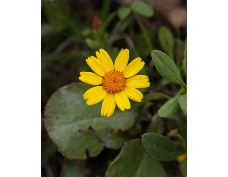 esempio di arnica