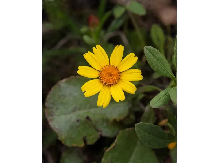 esempio di arnica
