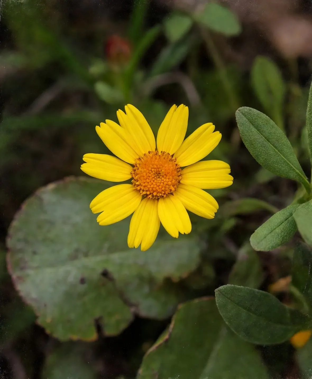 esempio di arnica