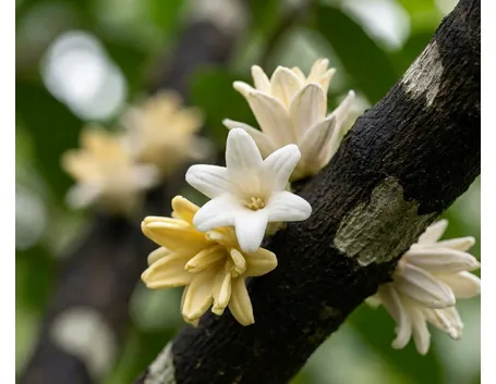 fiori del cacao