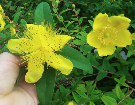 hypericum kalmianum gemo