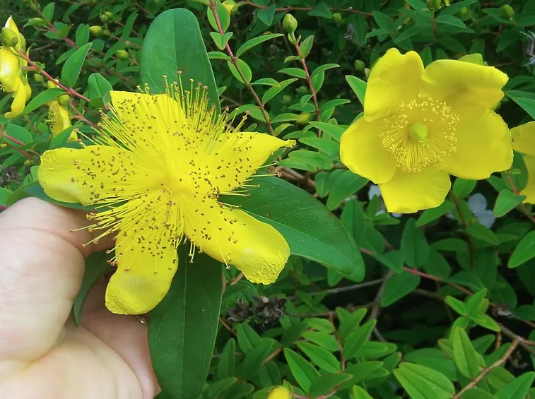hypericum kalmianum gemo