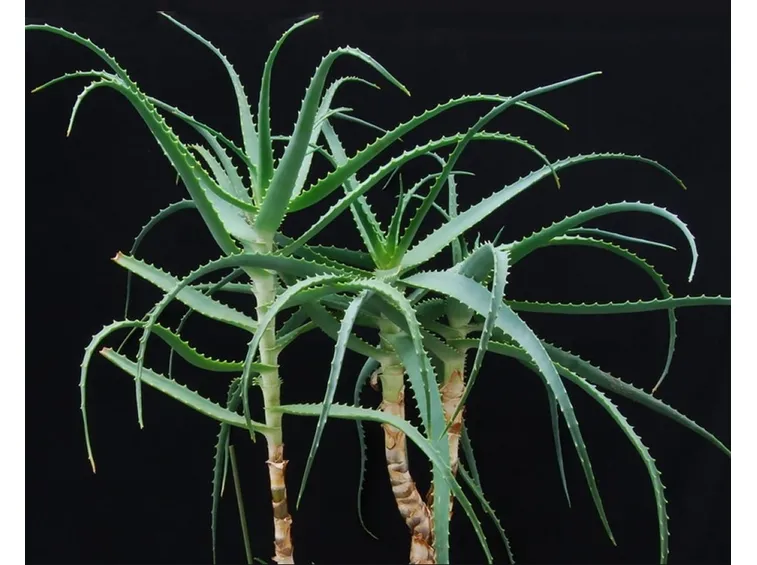 Aloe arborescens
