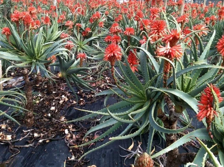 fiori aloe arborescens