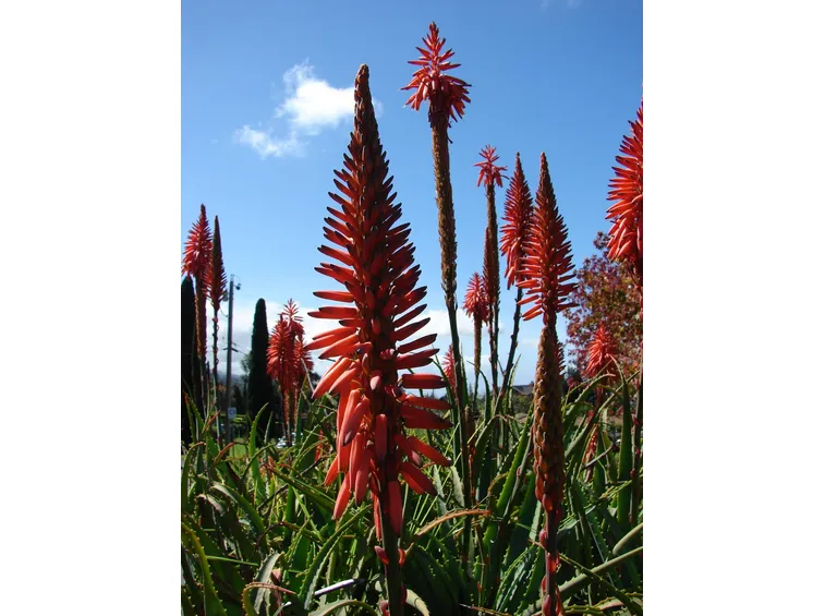 aloe arborescens 