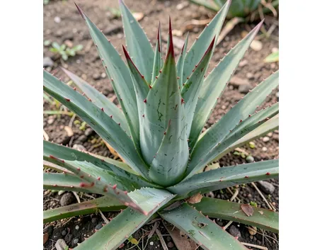aloe ferox